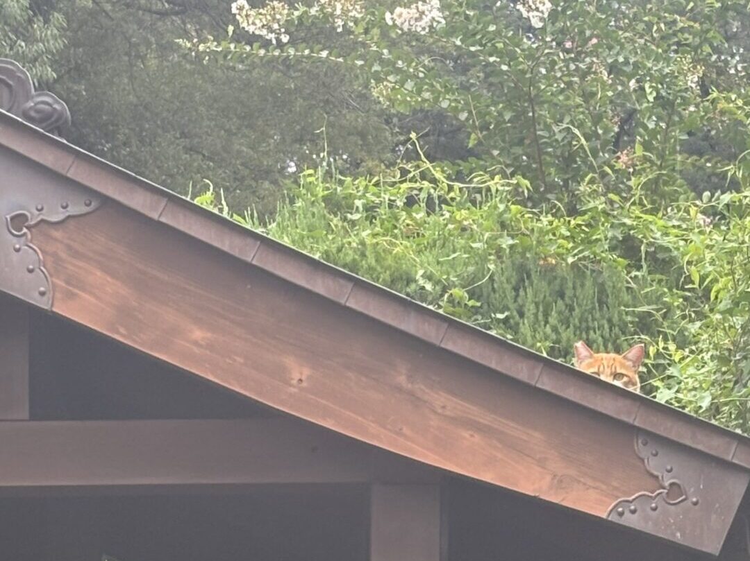 ひょっこりイチロー